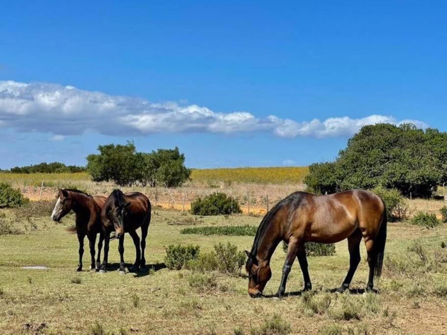 Owl Cottage - Living The Breede Malgas Exterior photo